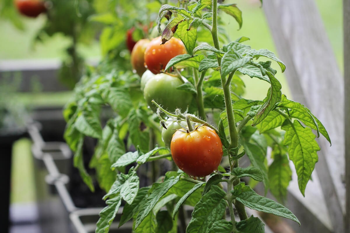 Adio roșiilor din seră în timpul iernii: un fermier ecologic explică cum să plantezi roșii acum, în iulie, pentru a te bucura de ele când vine frigul
